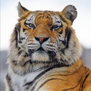 Meet your Posher, Jo